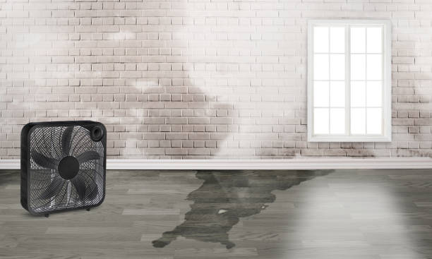 Best Sewage cleanup and water damage restoration  in Sierra Vista, AZ